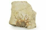 Hadrosaur (Edmontosaurus) Rib Section - Wyoming #378374-1
